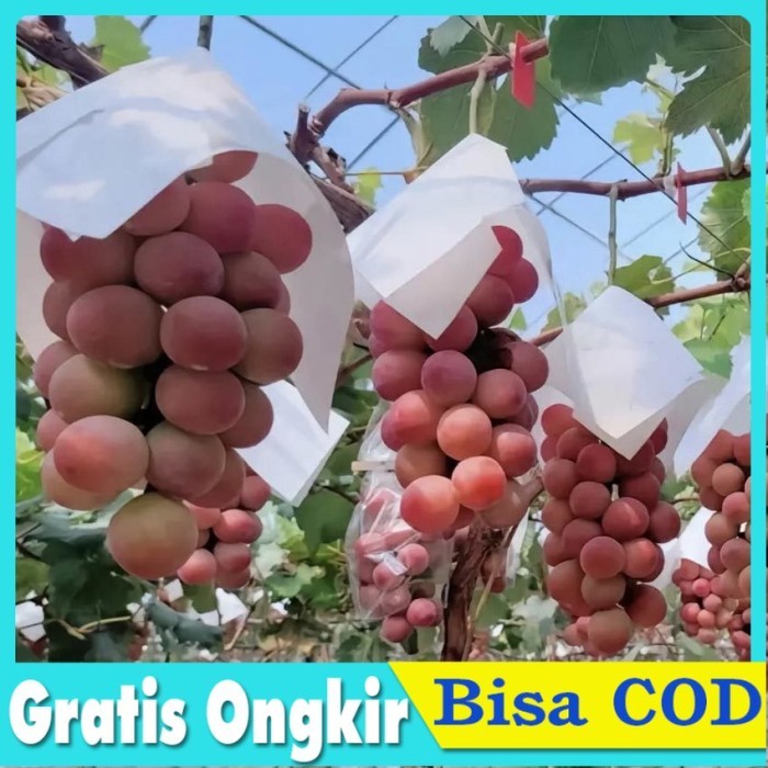 Fruit Cover Anggur Payung Anggur Plastik Pembungkus Pelindung Brongsong Buah Waterproof Anti Air
