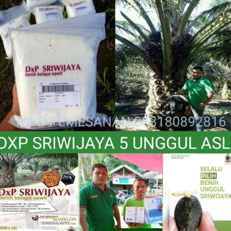 bibit sawit sriwijaya 5 original sertifikat