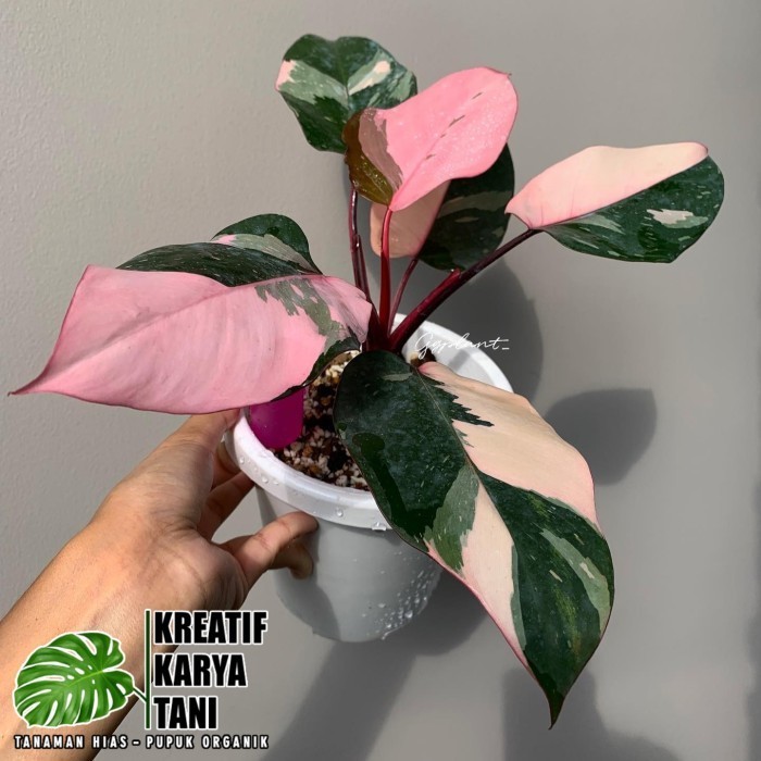 Tanaman hias philodendron pink princess - Tanaman hias pink princess