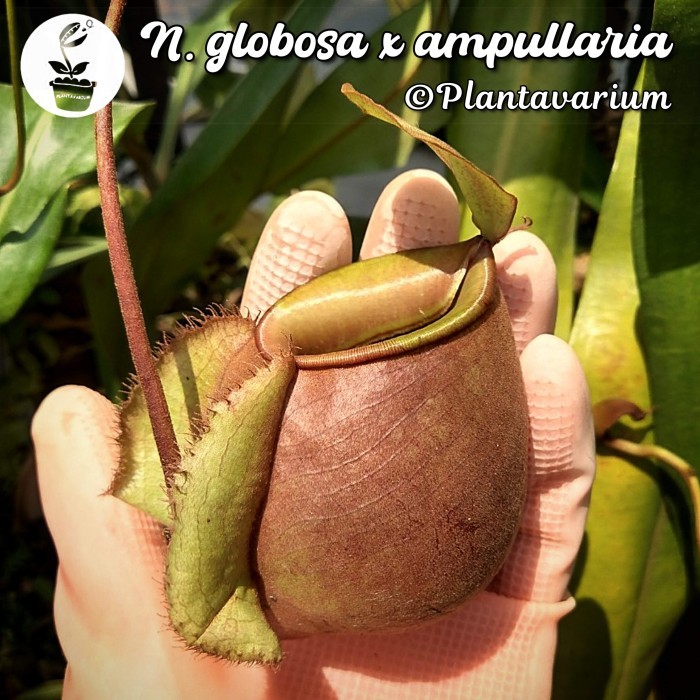 Tanaman Karnivora Kantong Semar / Nepenthes Globosa x Ampullaria