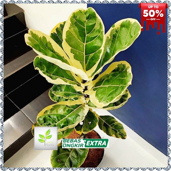 tanaman hias ketapang biola varigata / tanaman biola varigata