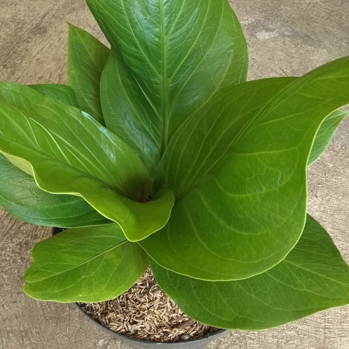 tanaman anthurium jemani cobra/ anjamani kobra