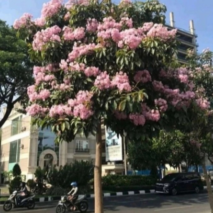 pohon tabebuya rosea bunga pink