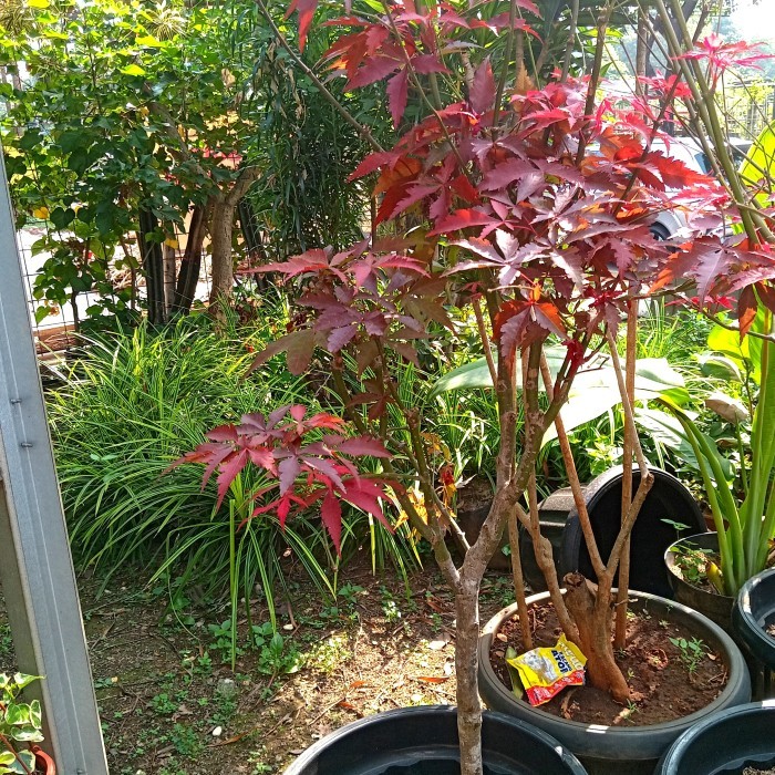 Tanaman Hias Pohon Maple Size Besar Jumbo Original Maple