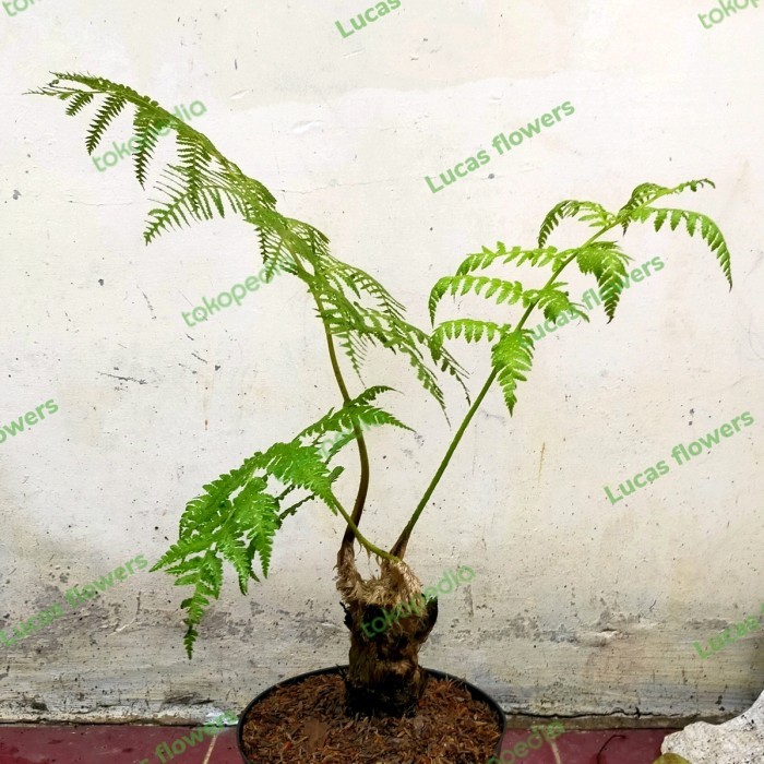 tanaman hias pakis monyet - pakis hutan