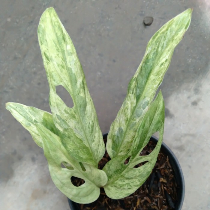 Monstera Adansonii Variegata Mint Janda Bolong Variegata Mint