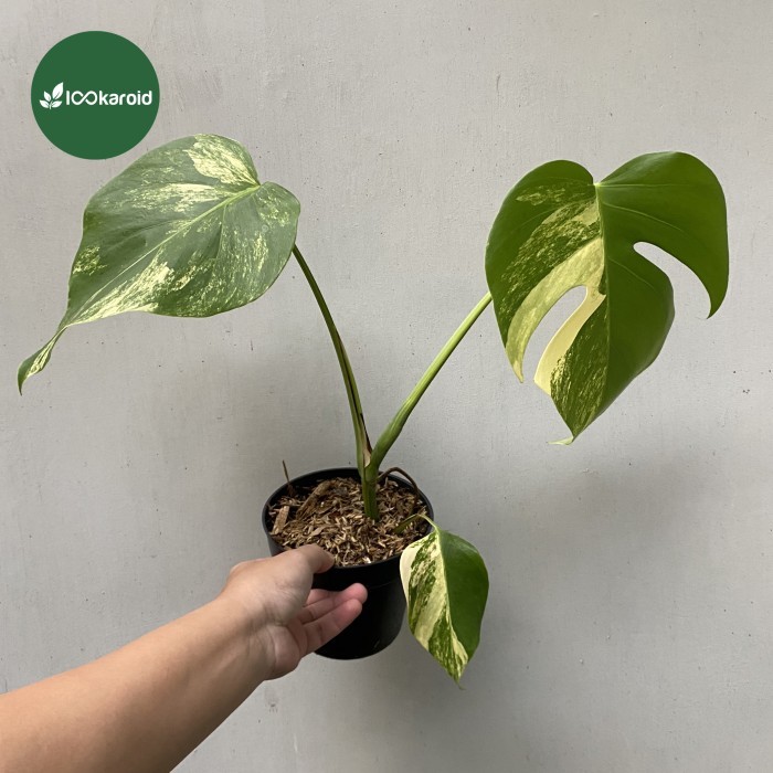 Tanaman Hias Monstera Marmorata / Monstera Marmorata Aurea Variegata