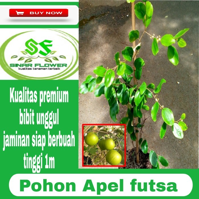 bibit apel putsa india/pohon buah apel/benih pohon apel futsa impor