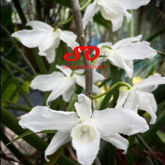 Dendrobium Anosmum gigantea var alba "remaja"