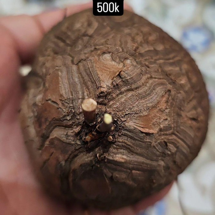 Dioscorea Elephantipes Caudex