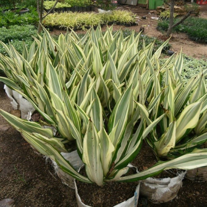 Tanaman Hias Agave Kuning Putih / Furcraea Foetida Gigantea