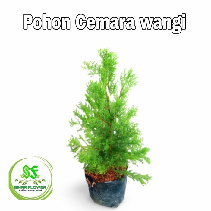 pohon cemara wangi/pohon hias/tanaman cemara rentes