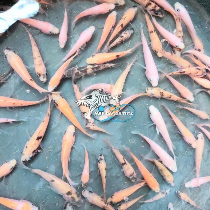 NEW PAKET IKAN BIBIT IKAN NILA MERAH MUJAIR MURAH 1/2L