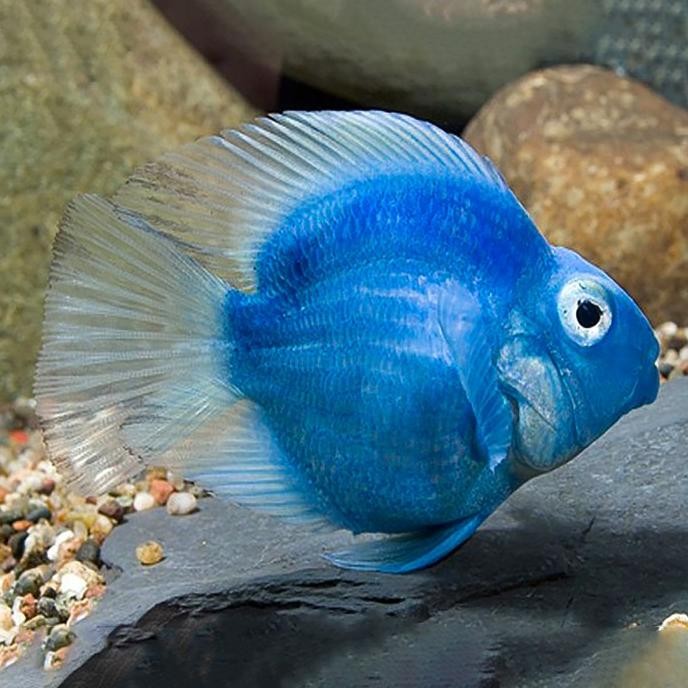 

BLUE- BLUE PARROT FISH / PARROT BIRU / IKAN HIAS PARROT