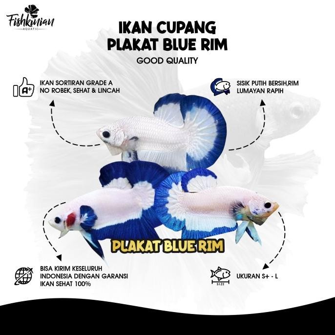 

BLUE- IKAN CUPANG PLAKAT (PK) BLUE RIM GRADE A