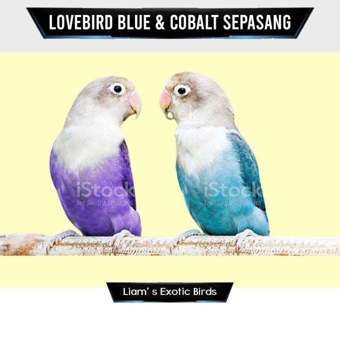 

BLUE- BURUNG LOVEBIRD BLUE SERIES & COBALT SEPASANG