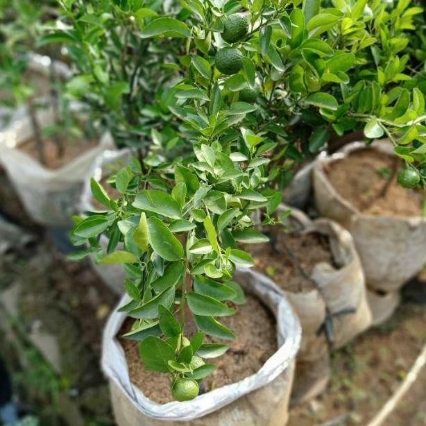 

tanaman buah jeruk limau sudah berbuah COD