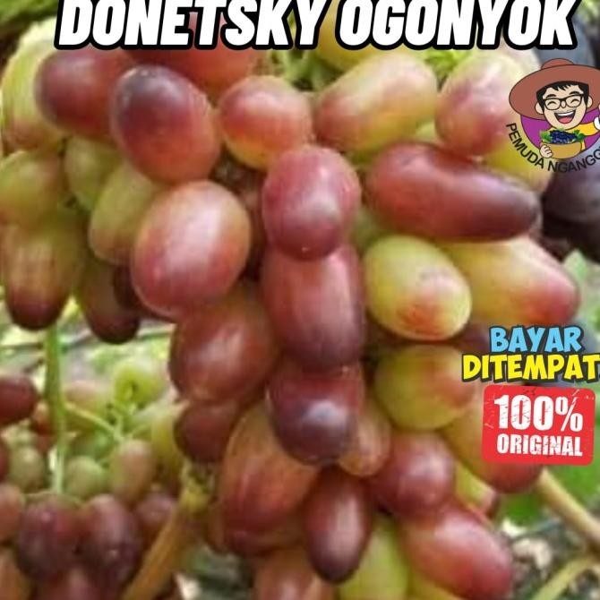 

BIBIT ANGGUR IMPORT DONETSKY OGONYOK SUPER MANIS COD
