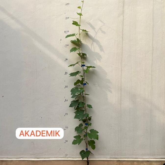 

Bibit Anggur import Akademik COD