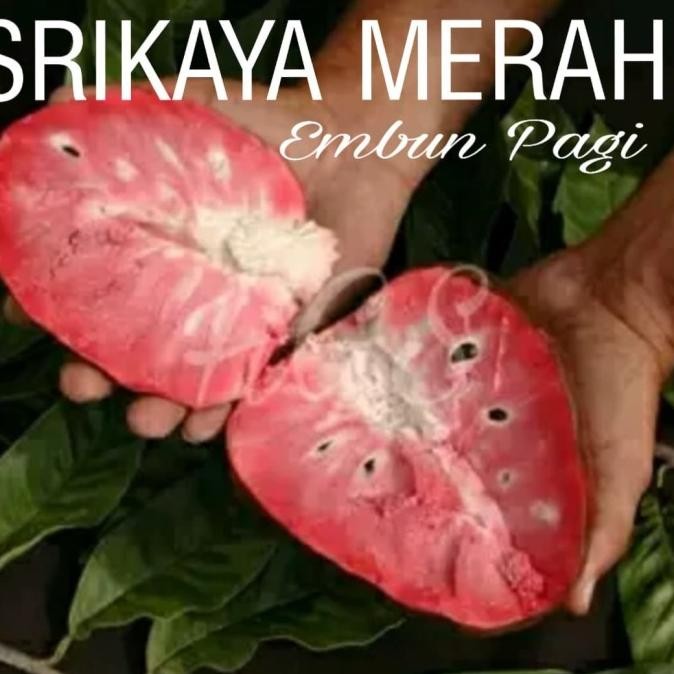 

Promo 3 paket Pohon Srikaya merah Srikaya Jumbo dan Sirsak madu COD