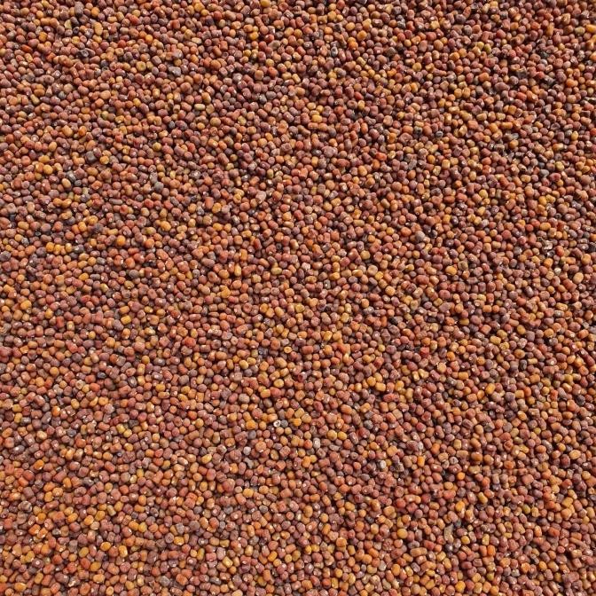 

Kacang PJ / Kacangan PJ (Pueraria Javanica) COD