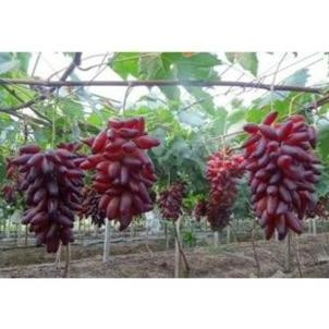 

BIBIT ANGGUR IMPORT Nn06 PORTUGIS DREAM (PAK SUPRIANTO MARINIR) COD