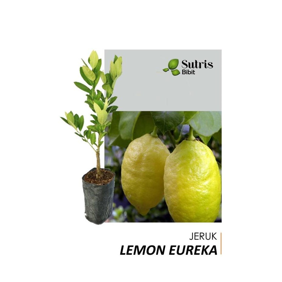 

bibit jeruk lemon Eureka import COD