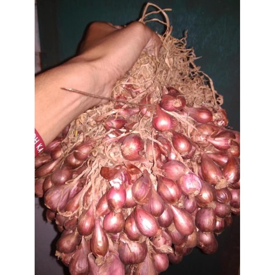 

Bibit Bawang Merah Varietas Bima Brebes Bersertifikat COD