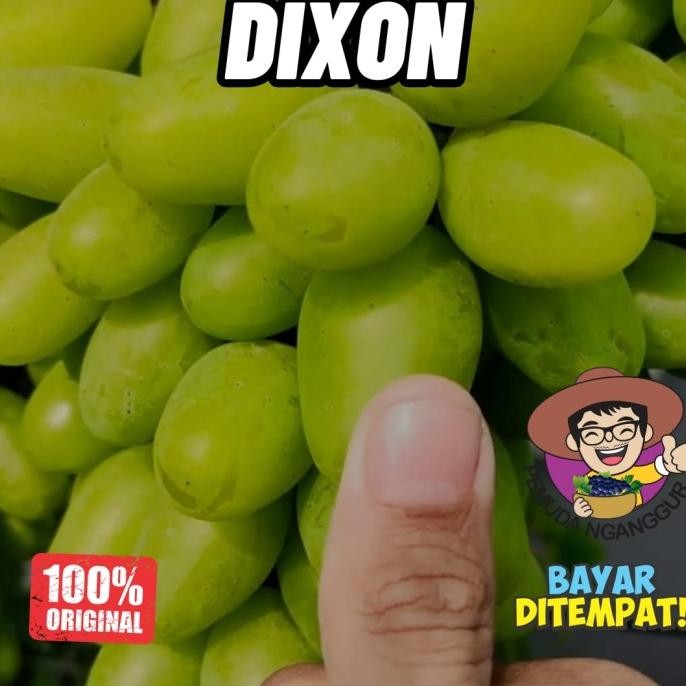 

BIBIT ANGGUR IMPORT DIXON SUPER BESAR COD