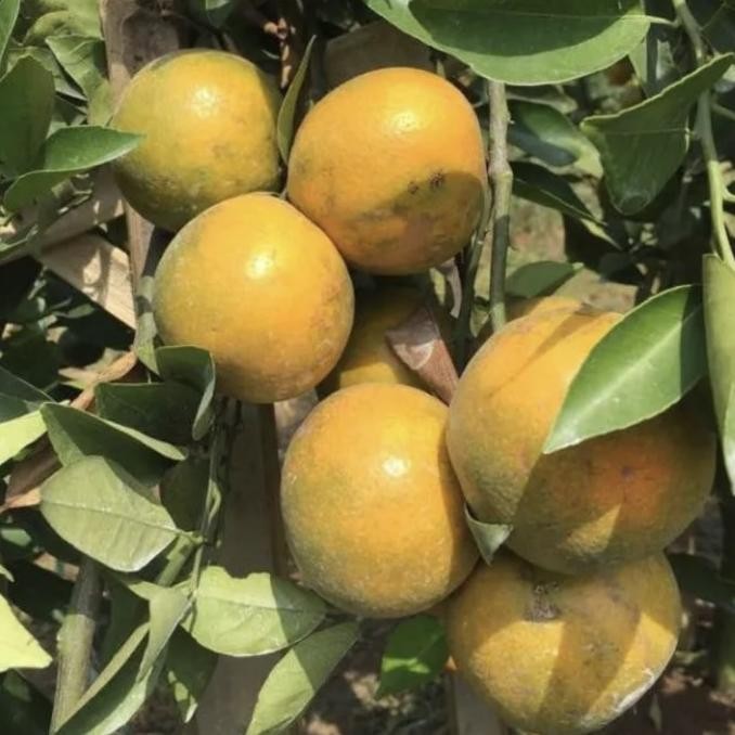 

Tanaman buah SIAM MADU / jeruk pontianak // sudah BERBUAH COD