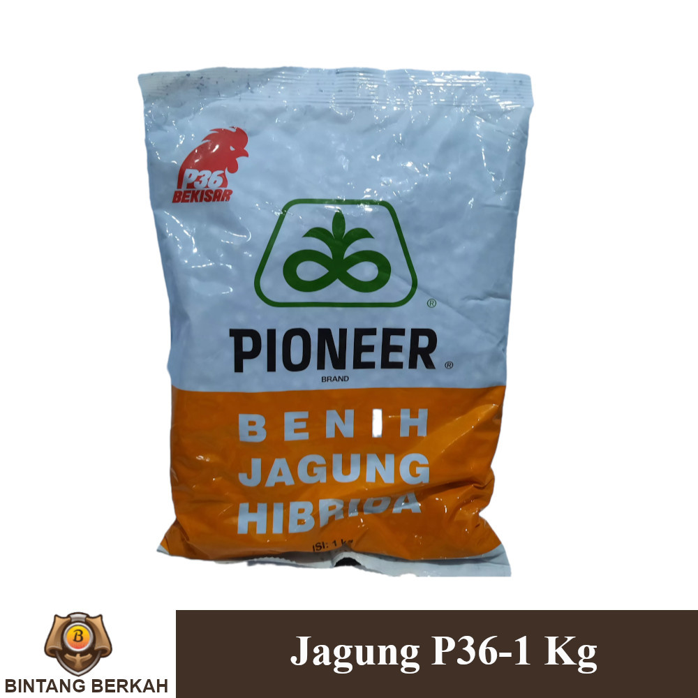 Benih Jagung Hibrida P36 1 Kg Pertanian