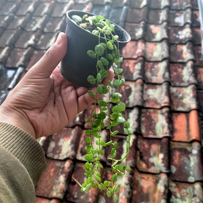 String Of Turtle Peperomia Prostrata