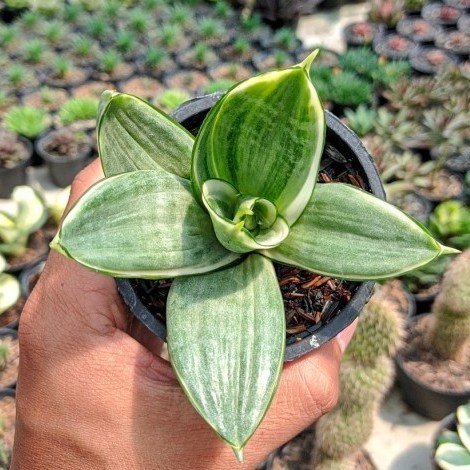 sansevieria silver frost