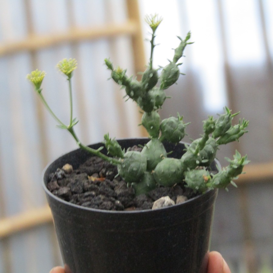 Euphorbia globosa kaktus sukulen tanaman hias