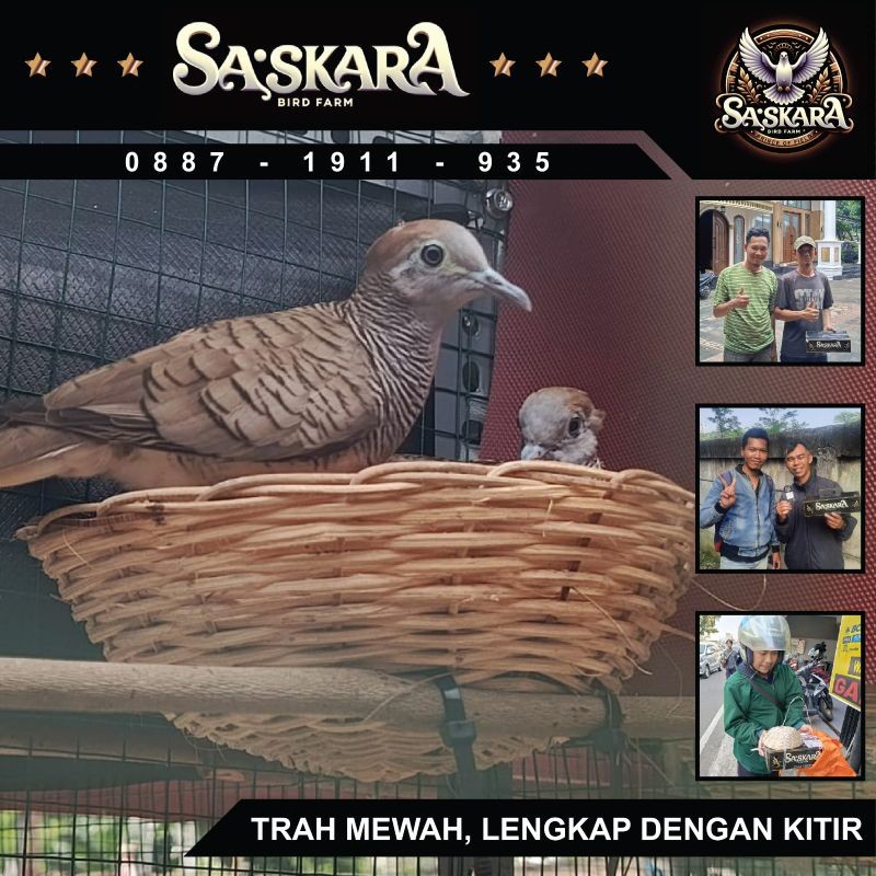 Perkutut Bangkok Asli/Ori Kualitas Terasan, Trah Mewah Dan Dapat Kitir