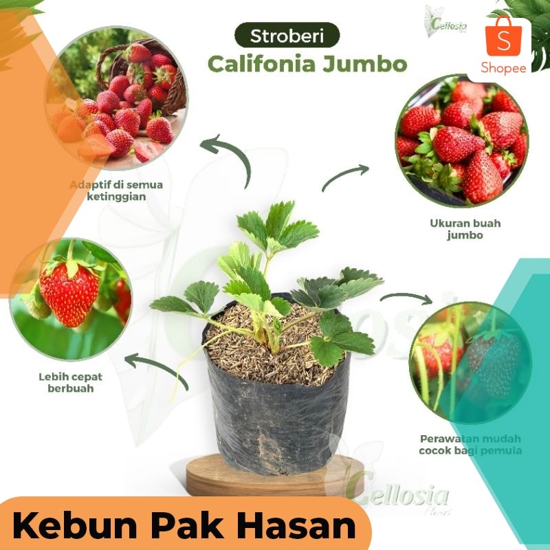 Bibit Tanaman Buah Stroberi Jumbo Stroberi California Cepat Berbuah Terlaris