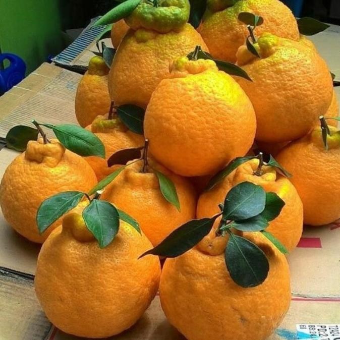 

Bibit Jeruk Dekopon Jumbo Okulasi Cepat Berbuah