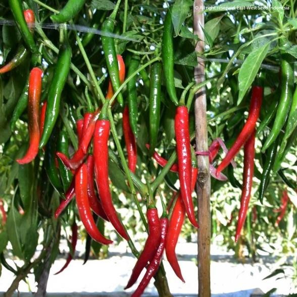 Benih Cabai Besar BAJA F1 1500 Biji - Bibit Cabe Cap Panah Merah