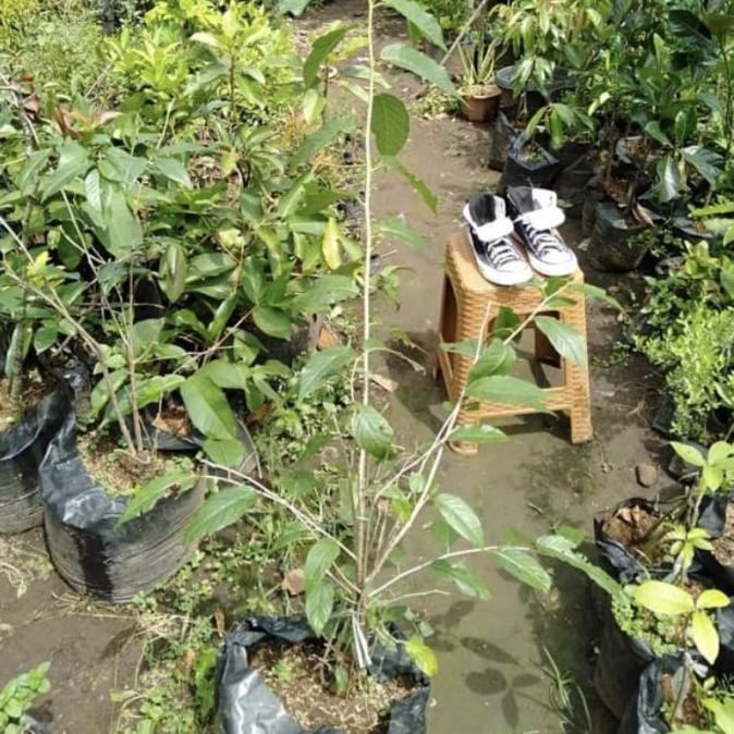 Bibit Sakura - Pohon Sakura Jepang - Tanaman Hias Sakura Pink