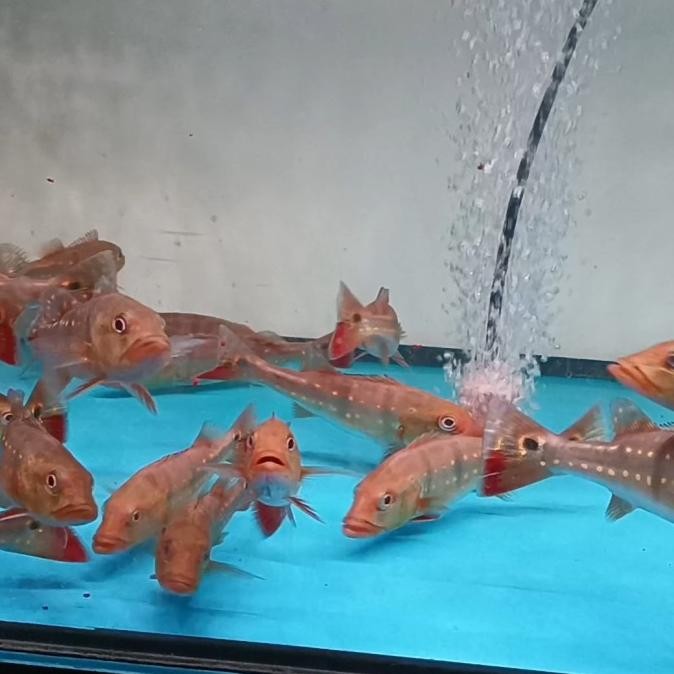 Produk Baru Peacock Bass Temensis Venezuela 20Cm