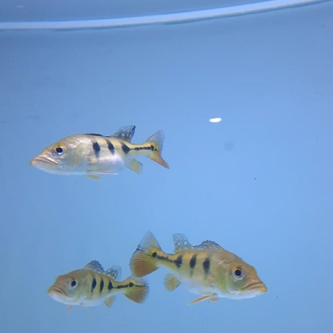 Produk Baru Hiasan Aquarium Peacock Bass Monoculus Goodmarking Ikan Hias Ikan Pred