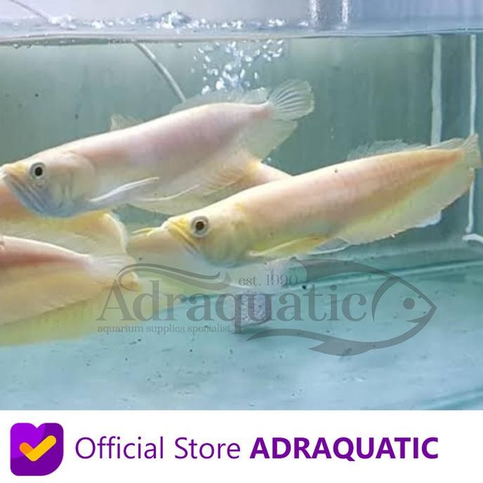 Baru Ikan Hias Arwana Silver Albino Arowana Air Tawar