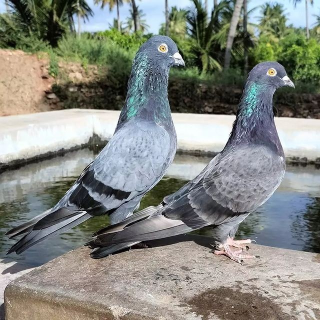 BERMUTU Burung Dara Merpati Sepasang Giring Keket - Free Jagung Kristal LIMITED EDITION