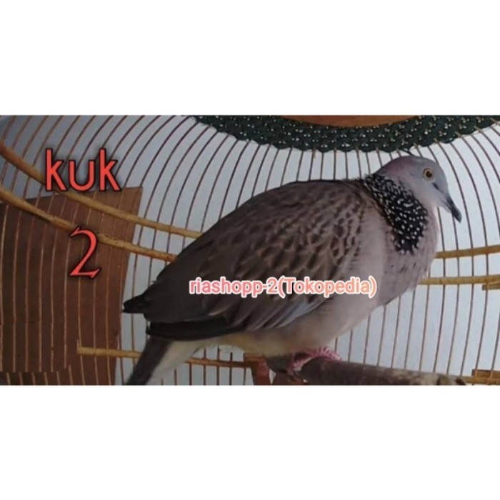 KIRIM HARI INI burung tekukur gacor kuk 2 special limited edition istimewa TERBATAS