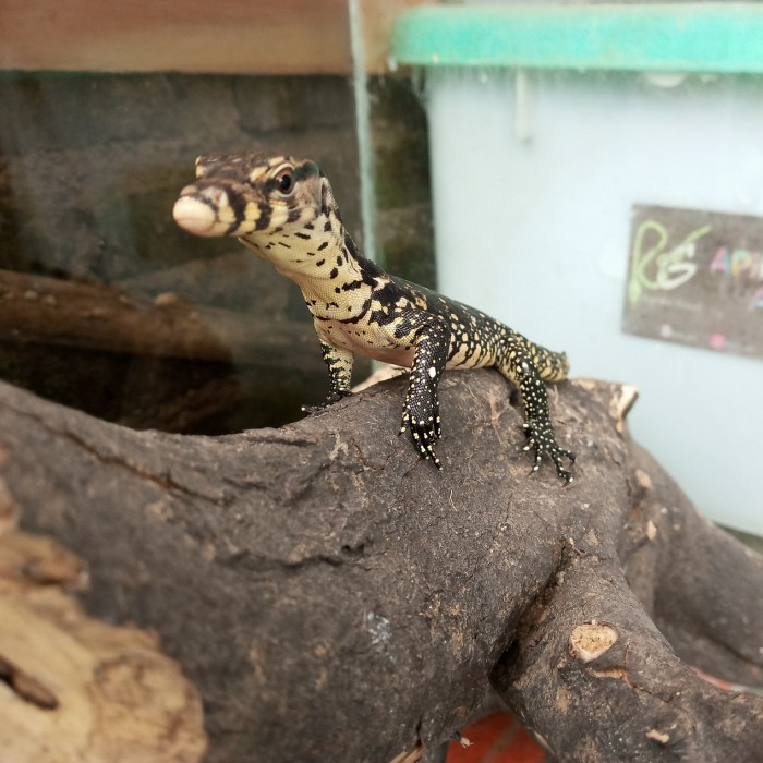 Varanus salvator / Biawak Jawa / Biawak jinak, Bahan kontes KIRIM HARI INI