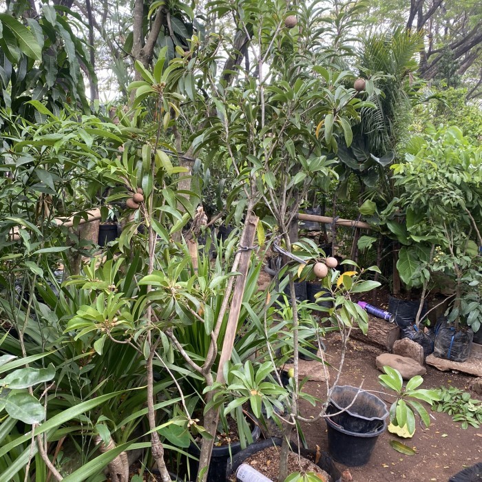 TANAMAN BUAH SAWO JUMBO SUDAH BERBUAH