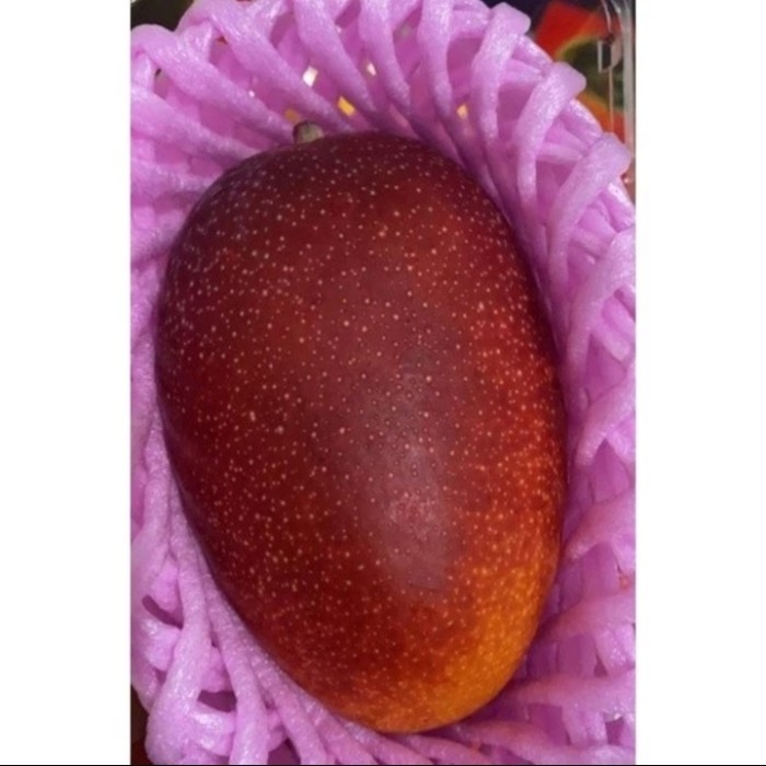 

BUAH MANGGA MIYAZAKI KANJUKU JEPANG 1 pcs