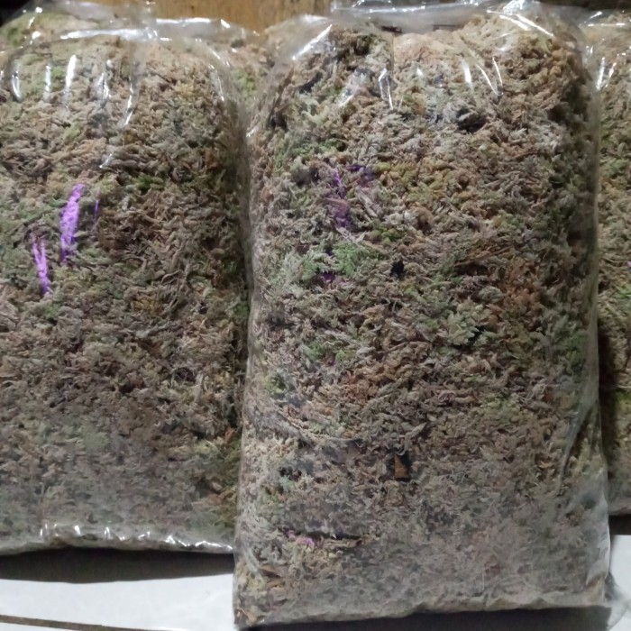 PROMO Media Tanam Spagnum Moss Chile / Media Tanam Anggrek Moss Chile