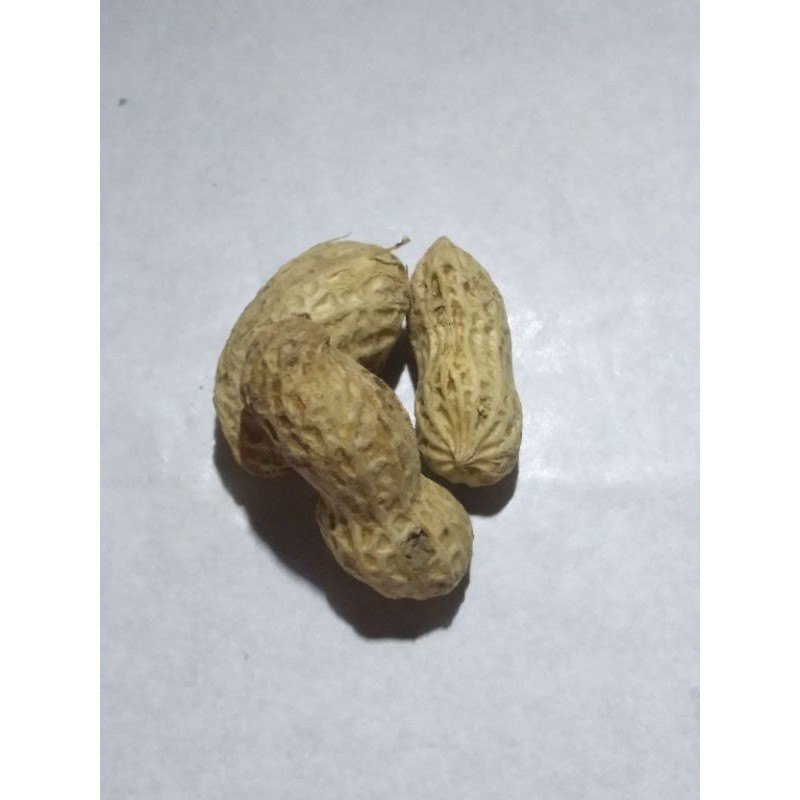 

kacang
