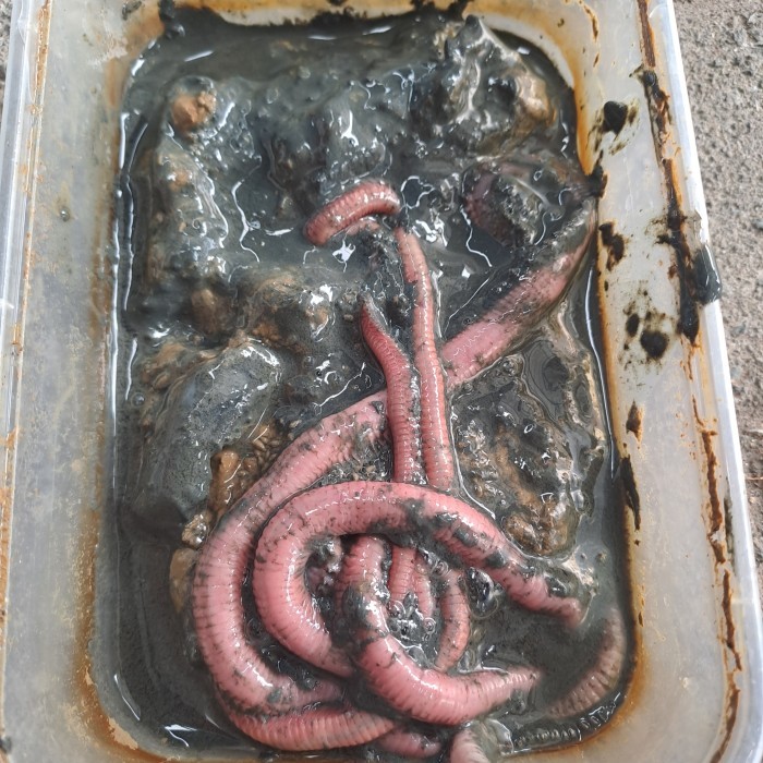 PROMO Umpan Cacing nipah ( Umpan Galatama Lele )